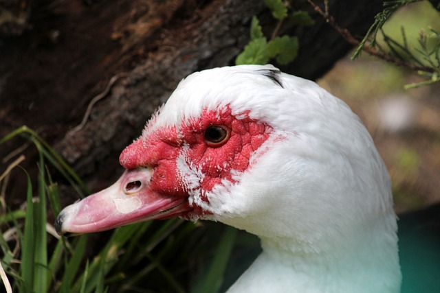 洲冠军开罗 洲冠军开罗