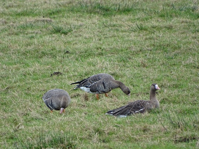 水花兄弟 水花兄弟